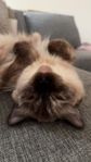 Ragdoll