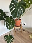Stor monstera inkl kruka 
