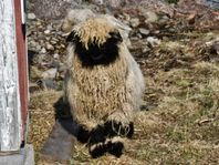 Renrasigt Walliskt Svartnosfår