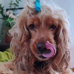 Engelsk Cockerspaniel valpar