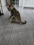 Bengal han kattunge