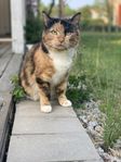 katt 