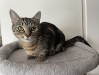 HONKATT MÅSTE OMPLACERAS OMGÅENDE
