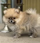 Pomeranian valpar SKK