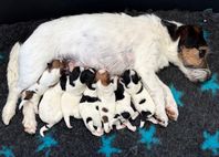 SKK Jack Russell valpar sommarlovet