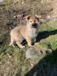 Schäfer Valp (King shepherd)