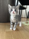 ragdoll & norsk skogskatt blandisar (1 kvar)