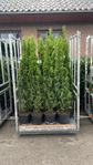 Thuja Smaragd