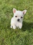 Pomchi valp, hane