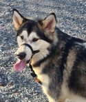 Fin malamute tik