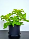 Vacker River Walk Palettblad Planta 27cm