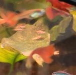 Röd Guppy i olika storlekar