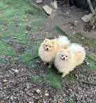 Renrasiga Pomeranian Valpar med SKK stamttavla