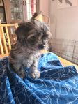 Pomapoo/cavalier