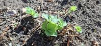Jordgubbs plantor