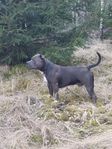 renrasig American bully classic 