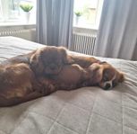 Cavalier King Charles Spaniel valpar 