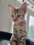 Ocicat med stamtavla
