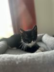 Kattungar 