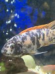 malawi ciklider 
