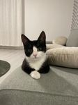 Härliga och lekfulla katter söker sitt nya hem!