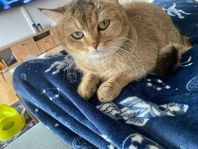 katter