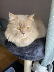 katter