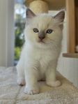 Ragdoll kattunger