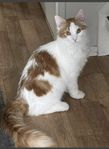 katt