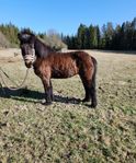 Islandshäst utan stamm