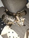 Unika Bengal kattungar leveransklara 13:e Juli