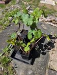 Svarta vindruv plantor 