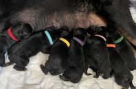 Rottweiler valpar med stamtavla 