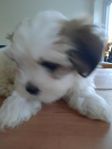 Shuit Tzu/ Maltes /Lhasapso  hane