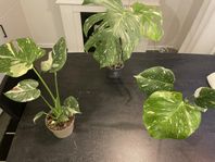 MONSTERA THAI CONSTELLATION 