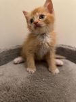 kattunge