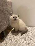  katt