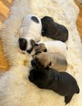 Fransk bulldog / Dansk svensk gårdshund valpar