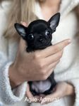 Renrasig chihuahua-valp (SKK-reg) (reserverad)