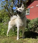 Charmig Buhund söker familj 