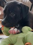 Amstaff/pitbull 
