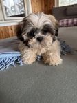 Shihtzu valpar 