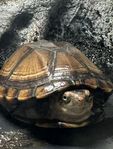 Shelly: Skorpionslersköldpadda