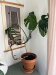 Monstera
