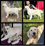 Golden Retriever Valpar 