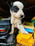 Husky-valpar 