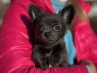 Chihuahua-valp (leveransklar SKK-registrerad)
