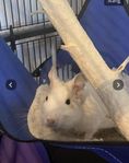 Degus