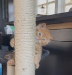 Sötaste tigerungar perser/ragdoll