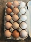 ägg